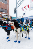 Jody Potts-Joseph's Dogs