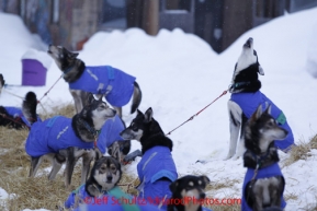 Thursday March, 2012   Karin Hendrickson dogs howl during their 24 hour layover at the Takotna checkpoint.   Iditarod 2012.