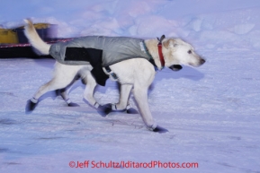 Thursday March, 2012  Jodi Bailey 's lead dogs are all business as they leave the Takotna checkpoint after taking their 24 hour layover.   Iditarod 2012.