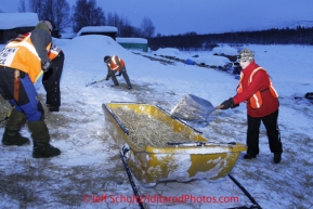 Thursday March, 2012   Takotna resident and perinnial dog lot volunteer Tabatha Meglitsch scoops poop and cleans straw in the early morning after teams left from their 24 hour layover at the Takotna checkpoint.   Iditarod 2012.