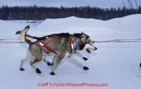 Thursday March, 2012  Anjanette Steer dogs run down the road leaving the Takotna checkpoint.   Iditarod 2012.