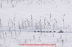 Thursday March, 2012   John Baker on the trail between Ophir and Cripple runs through stands of black spruce and swamp.   Iditarod 2012.