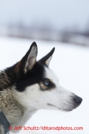 A Rudy Demoski dog at the halfway checkpoint of Iditarod on Friday March 8, 2013.Iditarod Sled Dog Race 2013Photo by Jeff Schultz copyright 2013 DO NOT REPRODUCE WITHOUT PERMISSION