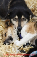 Karin Hendrickson 's dogs sleep at the halfway checkpoint of Iditarod on Friday March 8, 2013.Iditarod Sled Dog Race 2013Photo by Jeff Schultz copyright 2013 DO NOT REPRODUCE WITHOUT PERMISSION