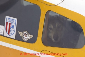 A dropped dog stares out the window of pilot Jim Kintz ' plane at the halfway checkpoint of Iditarod on their way back to McGrath on Friday March 8, 2013.Iditarod Sled Dog Race 2013Photo by Jeff Schultz copyright 2013 DO NOT REPRODUCE WITHOUT PERMISSION