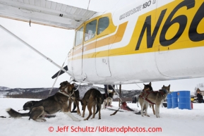 Dropped dogs wait outside Jim Kintz ' plane before loading up for a trip back to Mcgrath at the halfway checkpoint of Iditarod on Friday March 8, 2013.Iditarod Sled Dog Race 2013Photo by Jeff Schultz copyright 2013 DO NOT REPRODUCE WITHOUT PERMISSION