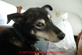 A dropped dog waits in the back of pilot Jim Kintz ' plane at the halfway checkpoint of Iditarod on Friday March 8, 2013.Iditarod Sled Dog Race 2013Photo by Jeff Schultz copyright 2013 DO NOT REPRODUCE WITHOUT PERMISSION