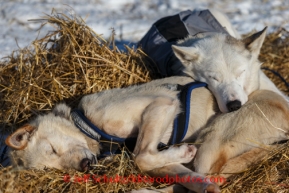 A set of Justin Savidas dogs sleep at Galena on Saturday March 8, during the Iditarod Sled Dog Race 2014.PHOTO (c) BY JEFF SCHULTZ/IditarodPhotos.com -- REPRODUCTION PROHIBITED WITHOUT PERMISSION