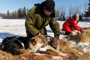 Volunteer veterinarian Michael Leverone examines a Justin Savidas dog on Saturday March 8, during the Iditarod Sled Dog Race 2014.PHOTO (c) BY JEFF SCHULTZ/IditarodPhotos.com -- REPRODUCTION PROHIBITED WITHOUT PERMISSION