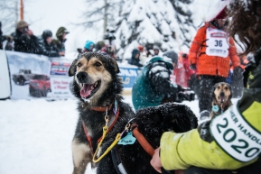 Aaron Peck's lead dogs before leaving the starting line in Willow, Alaska to head to Nome.