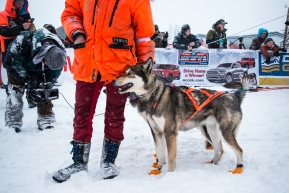 Lead dogs of vetern Thomas Wearner, of Torpa, Norway ready to head from Willow to Nome.