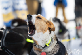 2026 Official Restart | Willow, Alaska