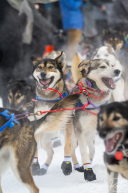 2026 Official Restart | Willow, Alaska