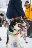 2026 Official Restart | Willow, Alaska