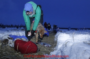 Friday March 9, 2012   Colleen Robertia boots her dogs in the minus 20 temperature as she readies to leave in the early morning from the half-way checkpoint at Cripple.   Iditarod 2012.