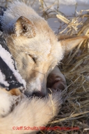 Friday March 9, 2012  A Justin Savidis dog sleeps at the half-way checkpoint at Cripple.   Iditarod 2012.