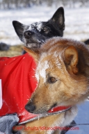 Friday March 9, 2012  Ed Stielstra dogs wait for the command to go as they stop briefly at the half-way checkpoint at Cripple.   Iditarod 2012.