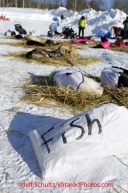 Friday March 9, 2012  Ray Redington Jr. 's team rests in the sun at the Ruby checkpint, a bag of fish for their food lies next to them.   Iditarod 2012.