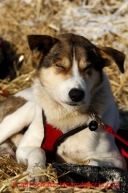 Charlie Bejna's dog rests in the sun at the Shageluk checkpoint on Saturday March 9, 2013.Iditarod Sled Dog Race 2013Photo by Jeff Schultz copyright 2013 DO NOT REPRODUCE WITHOUT PERMISSION