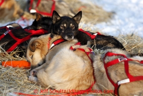 Jake Berkowitz's dogs sleep together at the Kaltag checkpoint on Saturday March 9, 2013.Iditarod Sled Dog Race 2013Photo by Jeff Schultz copyright 2013 DO NOT REPRODUCE WITHOUT PERMISSION