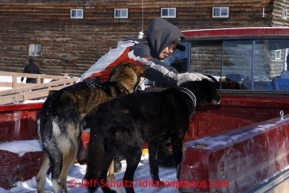 Local Dion Benjamin holds on to two dropped dogs at the Shageluk checkpoint on Saturday March 9, 2013.Iditarod Sled Dog Race 2013Photo by Jeff Schultz copyright 2013 DO NOT REPRODUCE WITHOUT PERMISSION