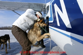 Veterinarian Julie Kittams loads a dropped dog onto a plane in Shageluk on Saturday March 9, 2013.Iditarod Sled Dog Race 2013Photo by Jeff Schultz copyright 2013 DO NOT REPRODUCE WITHOUT PERMISSION