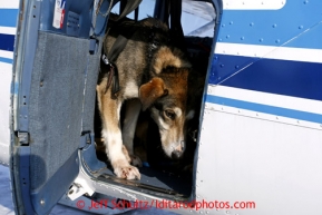 A dropped dog in the back of Jerry Wortley's plane in Shageluk is bound for Anchorage Saturday March 9, 2013.Iditarod Sled Dog Race 2013Photo by Jeff Schultz copyright 2013 DO NOT REPRODUCE WITHOUT PERMISSION