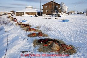 Jake Berkowitz's dogs sleep and rest together with other teams at the Kaltag checkpoint on Saturday March 9, 2013.Iditarod Sled Dog Race 2013Photo by Jeff Schultz copyright 2013 DO NOT REPRODUCE WITHOUT PERMISSION