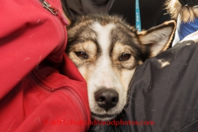 A Joar Leifseth Ulsom dropped dog snuggles on a lap during a car drive from the checkpoint to the airport at Unalakleet on Sunday, March 9, during the Iditarod Sled Dog Race 2014.PHOTO (c) BY JEFF SCHULTZ/IditarodPhotos.com -- REPRODUCTION PROHIBITED WITHOUT PERMISSION