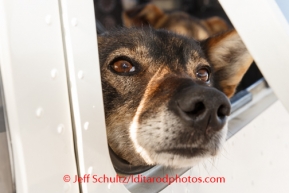 A dropped dog looks out of the window of Tim Skala's plane at  Unalakleet on Sunday, March 9, during the Iditarod Sled Dog Race 2014.PHOTO (c) BY JEFF SCHULTZ/IditarodPhotos.com -- REPRODUCTION PROHIBITED WITHOUT PERMISSION