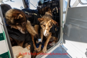 Dropped dogs are ready to unload from Tim Skala's plane at  Unalakleet on Sunday, March 9, during the Iditarod Sled Dog Race 2014.PHOTO (c) BY JEFF SCHULTZ/IditarodPhotos.com -- REPRODUCTION PROHIBITED WITHOUT PERMISSION