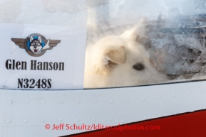 A dropped dog looks out a foggy window from Glen Hanson 's plane at Unalakleet on Sunday, March 9, during the Iditarod Sled Dog Race 2014.PHOTO (c) BY JEFF SCHULTZ/IditarodPhotos.com -- REPRODUCTION PROHIBITED WITHOUT PERMISSION