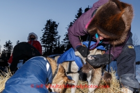 Volunteer veterinarian Lisa Galvin examines a Joar Leifseth Ulsom dog at Koyuk on Sunday, March 9, during the Iditarod Sled Dog Race 2014.PHOTO (c) BY JEFF SCHULTZ/IditarodPhotos.com -- REPRODUCTION PROHIBITED WITHOUT PERMISSION