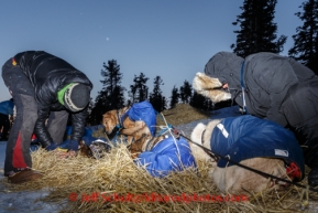 Volunteer veterinarian Jennifer Bando examines a Joar Leifseth Ulsom dog at Koyuk on Sunday, March 9, during the Iditarod Sled Dog Race 2014.PHOTO (c) BY JEFF SCHULTZ/IditarodPhotos.com -- REPRODUCTION PROHIBITED WITHOUT PERMISSION