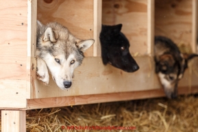 John Baker's dogs wait for the offical start of the 2015 Iditarod in Fairbanks, Alaska.(C) Jeff Schultz/SchultzPhoto.com - ALL RIGHTS RESERVED DUPLICATION  PROHIBITED  WITHOUT  PERMISSION