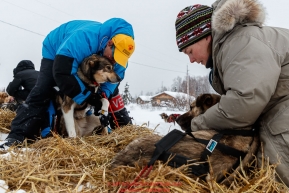 Volunteer veterinarians Lynel Tocci and Jennifer Pearson examine Pete Kaiser's team shorlty after his arrival at the Kaltag checkpoint on Saturday March 9th during the 2019 Iditarod Trail Sled Dog Race.Photo by Jeff Schultz/  (C) 2019  ALL RIGHTS RESERVED