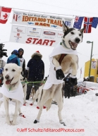 Saturday, March 3, 2012  Wade Marrs' dog Louie (right) jumps in anticipation of leaving the  Ceremonial Start of Iditarod 2012 in Anchorage, Alaska.