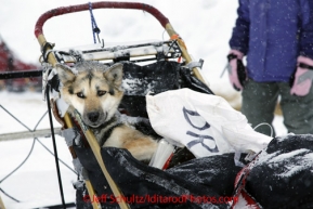 Wednesday March 7, 2012   A Trent Herbst dog rests in the basket shortly after arriving at the McGrath checkpoint. Iditarod 2012.