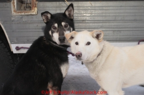 Wednesday February 8, 2012.  Two of Musher Nicholas Petit dogs wait outside their dog truck for their