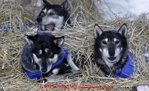 Saturday March 10, 2012  Karin Hendrickson dogs rest in straw at the Ruby checkpoint. Iditarod 2012.