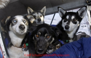 Sunday March 11, 2012   A gaggle of dropped dogs arrives in Dave Looney 's plane at Unalakleet.   Iditarod 2012.