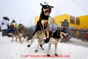 A Newton Marshall's dog leaps to go while at the start line during the ceremonial start of the Iditarod sled dog race in downtown Anchorage Saturday, March 2, 2013. Photo (C) Jeff Schultz/IditarodPhotos.com  Do not reproduce without permission