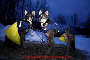 Linwood Fiedler dogs Hooch and Weasley at the Takotna checkpoint on Thursday March 7, 2013.Iditarod Sled Dog Race 2013Photo by Jeff Schultz copyright 2013 DO NOT REPRODUCE WITHOUT PERMISSION