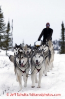 Mike Ellis and his Siberian Husky team run down the trail into the halfway checkpoint of Iditarod on Friday March 8, 2013.Iditarod Sled Dog Race 2013Photo by Jeff Schultz copyright 2013 DO NOT REPRODUCE WITHOUT PERMISSION