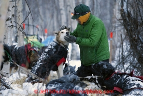 Brazilian musher Luan Ramos Marques pets one of his dogs as he rests at the halfway checkpoint of Iditarod on Saturday March 9, 2013.Iditarod Sled Dog Race 2013Photo by Jeff Schultz copyright 2013 DO NOT REPRODUCE WITHOUT PERMISSION