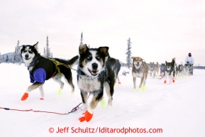 Michelle Phillips team on the trail a few miles after leaving the Kaltag checkpoint on Sunday March 10, 2013.Iditarod Sled Dog Race 2013Photo by Jeff Schultz copyright 2013 DO NOT REPRODUCE WITHOUT PERMISSION