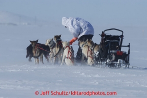 Justin Savidas untangles his gangline a few miles from Nome in 30 mph winds on Thursday March 14, 2013 during the Iditarod Sled Dog Race 2013Photo by Jeff Schultz copyright 2013 DO NOT REPRODUCE WITHOUT PERMISSION