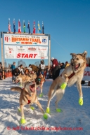 Iditarod 2014 Restart