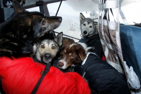 Dropped dogs rest comfortably inside Dave Looney's airplane after a ride from Kaltag to Unalakleet on Monday morning during Iditarod 2011