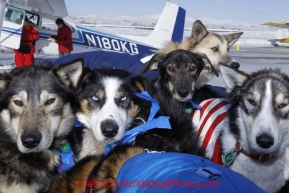 Wednesday March 14, 2012   Dropped dogs wait in the back of a pickup truck for a drive to the dog lot in Nome after being brought in on volunteer pilot Jerry Wortley's Cessna 185 to Nome. Iditarod 2012.